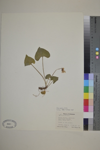 Viola missouriensis image