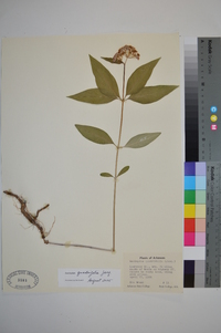 Asclepias quadrifolia image