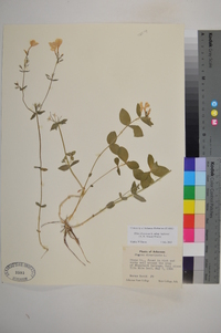 Phlox divaricata var. laphamii image