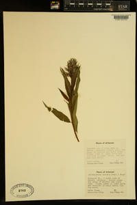 Asclepiodora viridis image