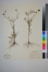 Coreopsis tinctoria image