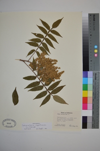Schmaltzia copallinum image