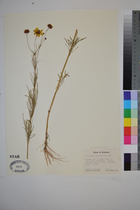 Coreopsis tinctoria image