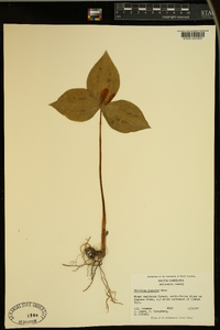 Trillium discolor image