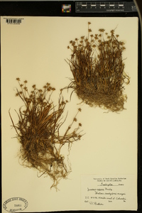 Juncus repens image