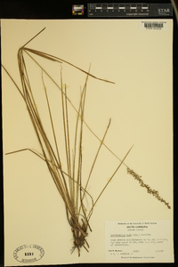 Anthaenantia rufa image