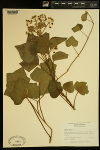 Hedera helix image