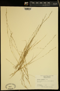 Aristida longespica image