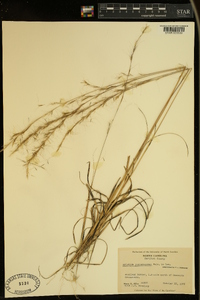 Aristida purpurascens image