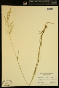 Poa nemoralis image