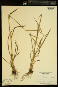 Paspalum laeve image