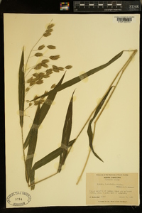 Chasmanthium latifolium image