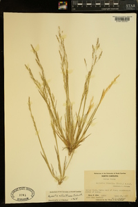 Agrostis elliotiana image