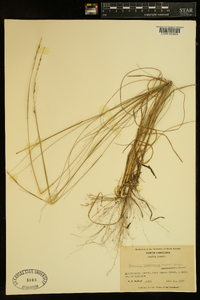 Sporobolus clandestinus image