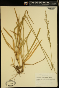 Anthaenantia villosa image