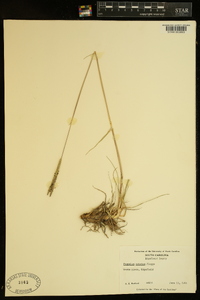 Paspalum notatum image