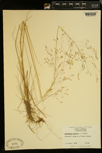 Deschampsia flexuosa image