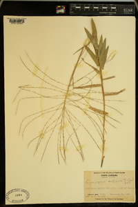 Gymnopogon ambiguus image