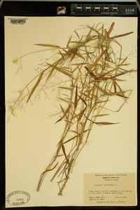 Panicum dichotomum image