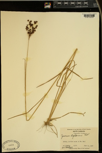 Juncus biflorus image