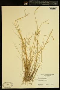 Paspalum distichum image