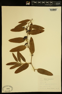 Smilax laurifolia image