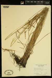 Paspalum plicatulum image