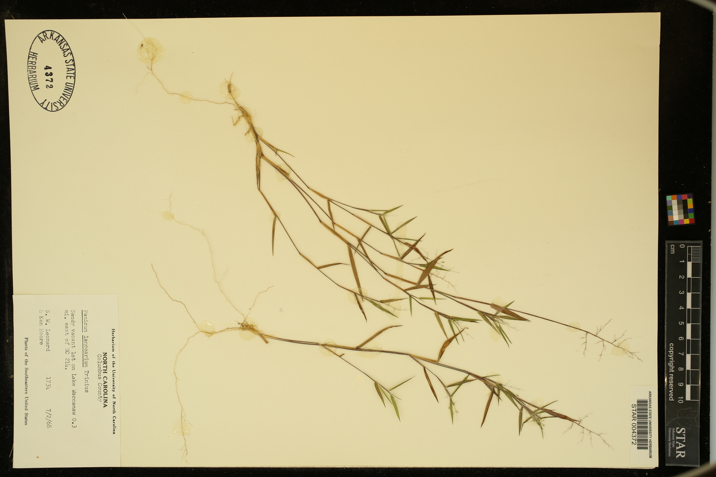 Panicum lancearium image