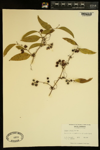 Smilax maritima image