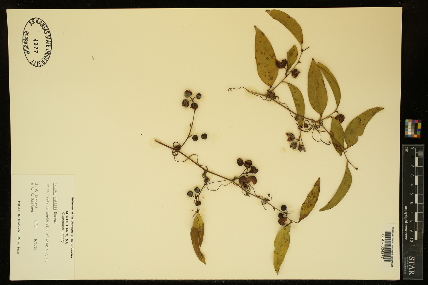 Smilax maritima image