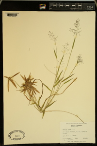Panicum tenue image