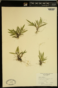 Panicum ciliatum image