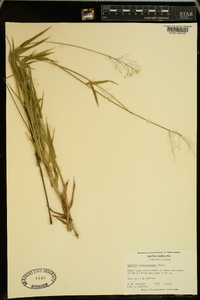 Panicum consanguineum image