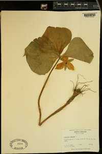 Trillium cernuum image