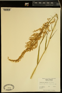 Stenanthium gramineum image