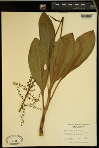 Veratrum parviflorum image