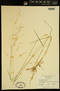 Poa saltuensis image