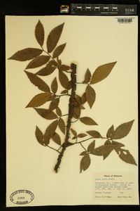 Ulmus alata image