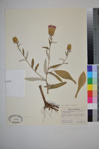 Cirsium altissimum image