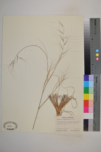 Aristida oligantha image