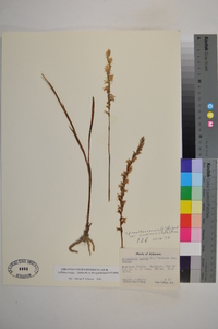 Spiranthes vernalis image