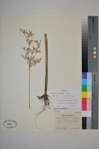 Juncus nodatus image