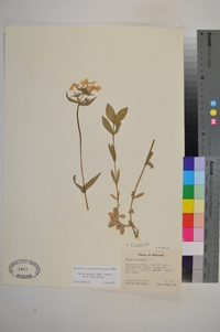 Phlox divaricata subsp. laphamii image