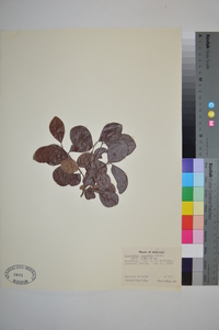 Vaccinium arboreum var. arboreum image