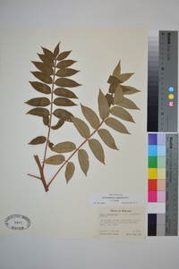Schmaltzia copallinum image