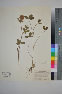 Trifolium pratense var. pratense image