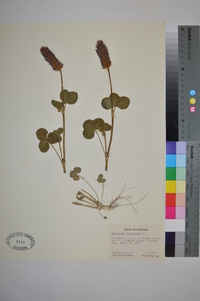 Trifolium incarnatum image