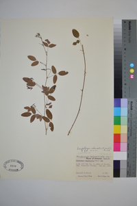 Lespedeza intermedia image