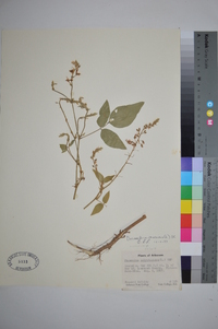 Desmodium canescens image