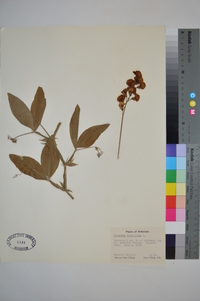 Lathyrus latifolius image